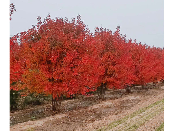 安徽省質(zhì)量獎(jiǎng)
